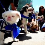 Masiva marcha contra el maltrato animal tomará el centro de La Paz este domingo