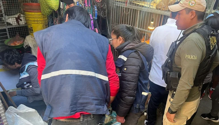 Rescatan 15 murciélagos destinados a curar epilepsia en mercado de Cochabamba