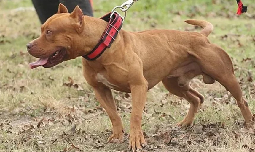 Pitbull atacó a dos mujeres en Cochabamba por orden de sus dueñas; una de las víctimas está embarazada