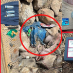 Descubren Explosivos en Parotani: Dinamita, Granadas y Trampa Explosiva