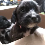 Rescatan a seis cachorritos abandonados en Cochabamba