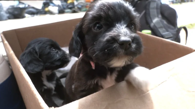 Rescatan a seis cachorritos abandonados en Cochabamba