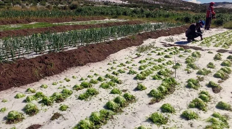 Granizadas y heladas afectan a 307.259 familias