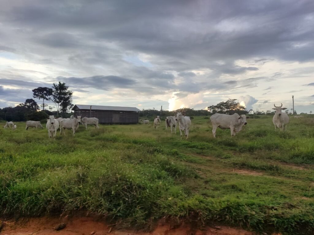 Duplicarán producción anual de carne bovina con entrega de ganado a comunidades pandinas