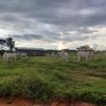 Duplicarán producción anual de carne bovina con entrega de ganado a comunidades pandinas