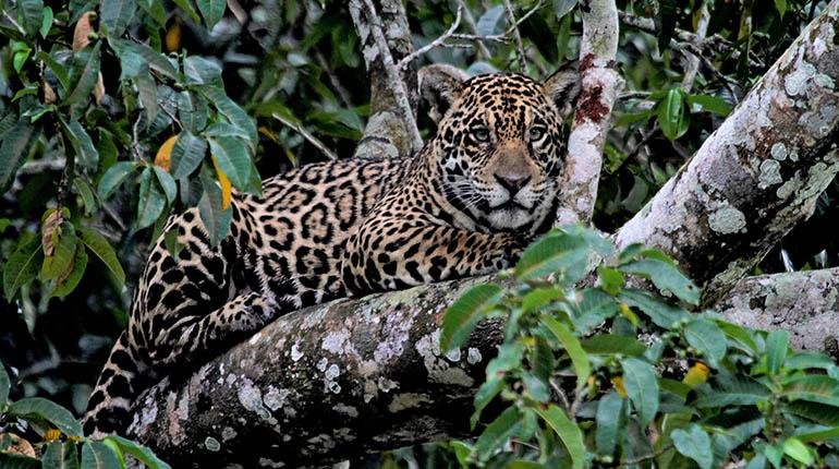El jaguar gana en los tribunales: dictan 12 medidas para su protección