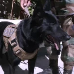 Can «Tango» detectó marihuana durante un operativo en la Terminal de Buses de Cochabamba