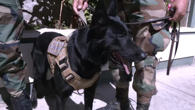 Can «Tango» detectó marihuana durante un operativo en la Terminal de Buses de Cochabamba