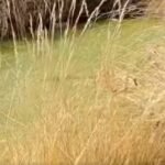 Niño que estaba desaparecido desde el 12 de abril fue hallado sin vida en un pozo