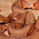 Niño de 4 años hospitalizado tras mordedura de serpiente en guardería