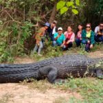 Muere Jesús, el caimán emblemático de las pampas del Yacuma