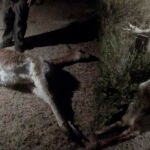 Ataque a vicuñas en Pacajes genera alerta por caza ilegal